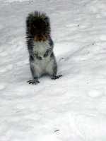 wintersquirrel.jpg