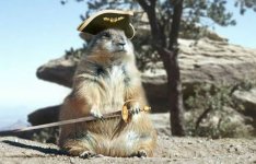 pirate-squirrel.jpg