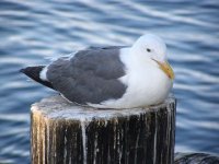 Monterey - Fisherman's Wharf-seagull.jpg