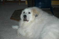 the king-1.jpg