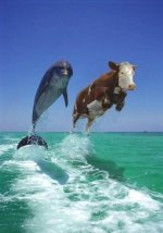 Dolphin%20&%20Cow.jpg