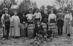 Potatoharvest1914 (1).jpg