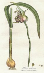 240px-Allium_sativum_Woodwill_1793.jpg