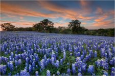 Texas-Bluebonnets-in-San-Saba-County-Spring-Evening-1.jpg