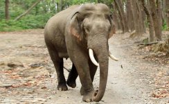 indian-corbett-elephant-istock_650x400_51469607895.jpg