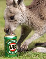 vb-kangaroo.jpg