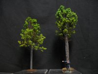 Tree Custom.jpg