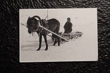 WW2-German-Original-Photo-Horse-Sled.jpg