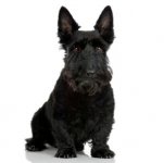 scottish_terrier.jpg