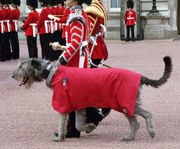 180px-Wolfhound_mascot_wb.jpg