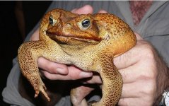 canetoad.JPG