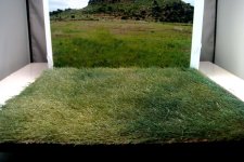 grass1SM.jpg