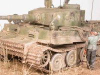 tiger_tlehmann1.jpg