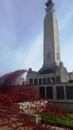 poppies at plym.jpg