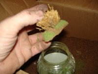 grassclumps22.jpg