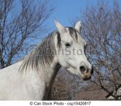 angry-white-horse-picture_csp15420817.jpg