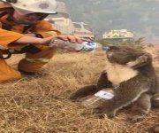 Australia-fires-animals-9.jpg