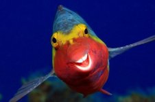 a_arthur-telle-thiemann_smiley_00000091.jpg