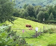 Hairy Coos 1.jpg