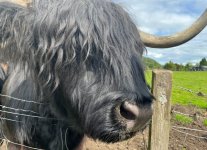 Hairy Coos 2.jpg