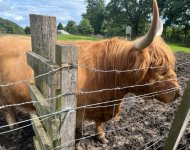 Hairy Coos 3.jpg