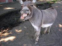 Donkey-.jpg