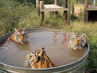K&C Tiger.jpg