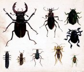 PotterBeetles.jpg