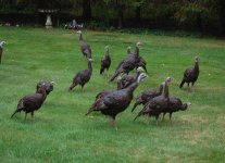 Turkeys1w.jpg