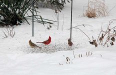 Winterbirds1w.jpg