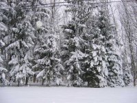 Wintertrees2w.jpg