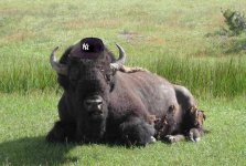 American Bison-.jpg