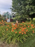 Lillies.2.jpg