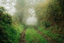 24-hedgerow.jpg