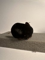 IMG_5982.jpeg