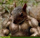 muscle-squirrel.jpg