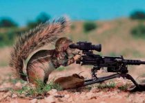 squirrelgun.jpg