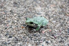 Treefrog1w.jpg