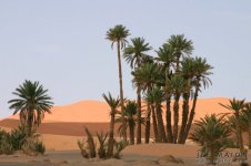 sahara palm.jpg