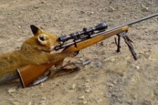 fox-hunting.jpg