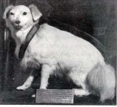 bobbie-stuffed.jpg