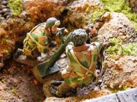 mortarteam_01.jpg