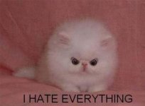 HateKitten.jpg