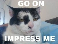 CatImpress.jpg