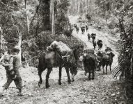 Merill's Marauders - Mule Train.jpg