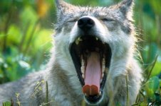 wolf-yawn-steve-somerville.jpg