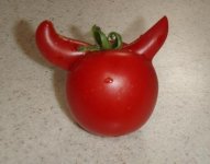Demonic-Tomato_photo_medium.jpg