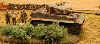 Tigerlate1w.jpg