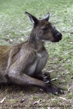 kangaroo-1.jpg