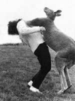 kangaroo_attack.jpg